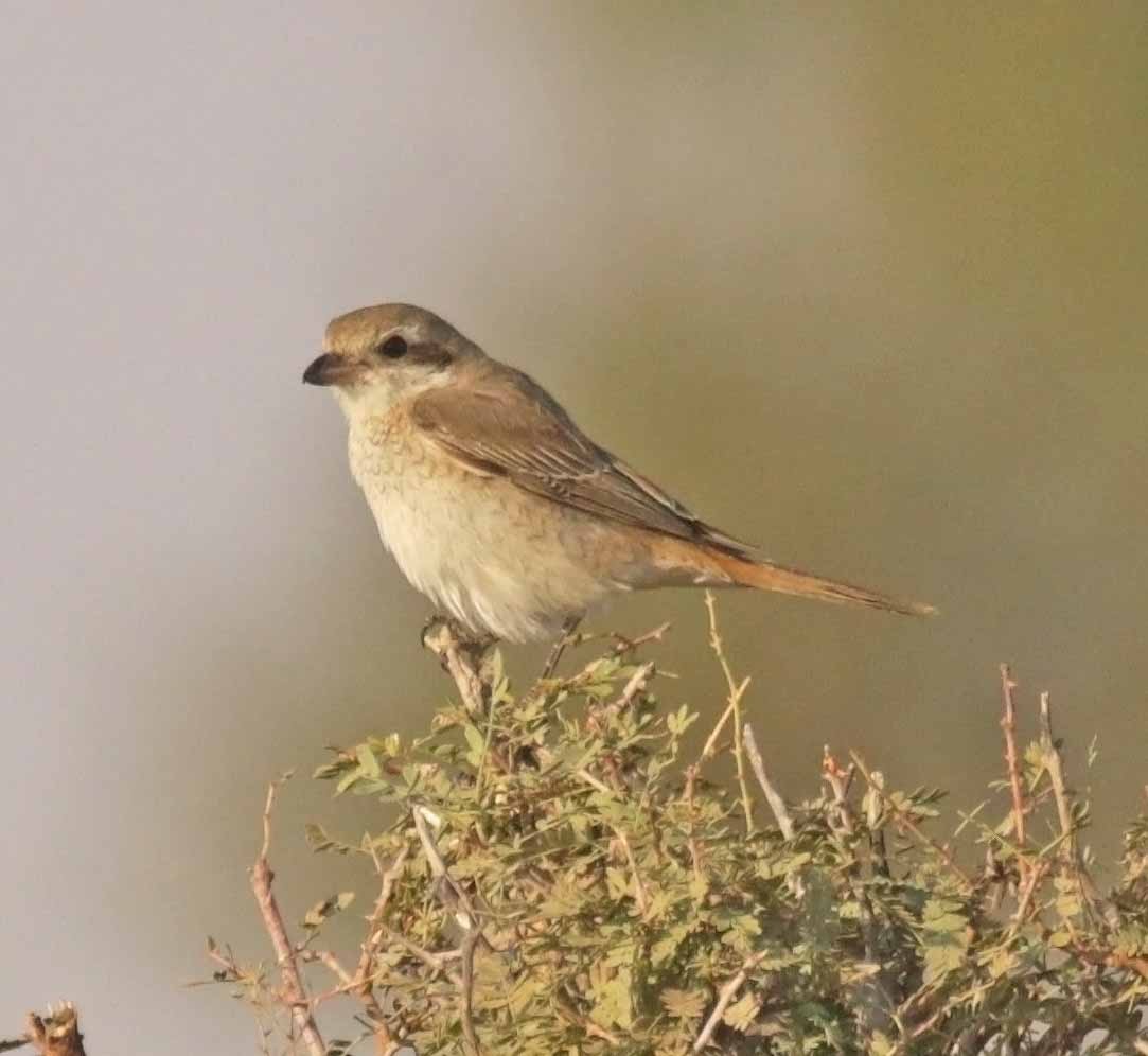 Isabelline Shrike - ML646415907