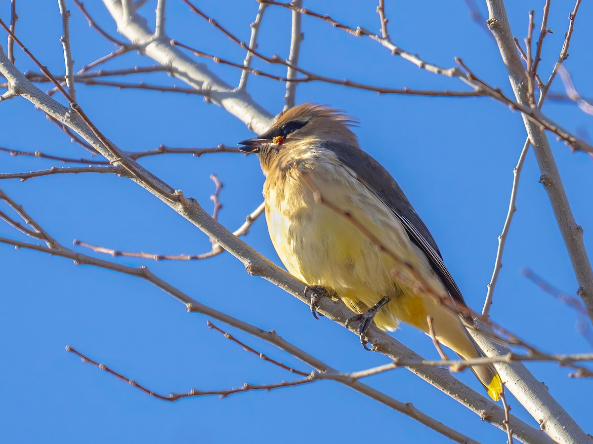 Cedar Waxwing - ML646415909