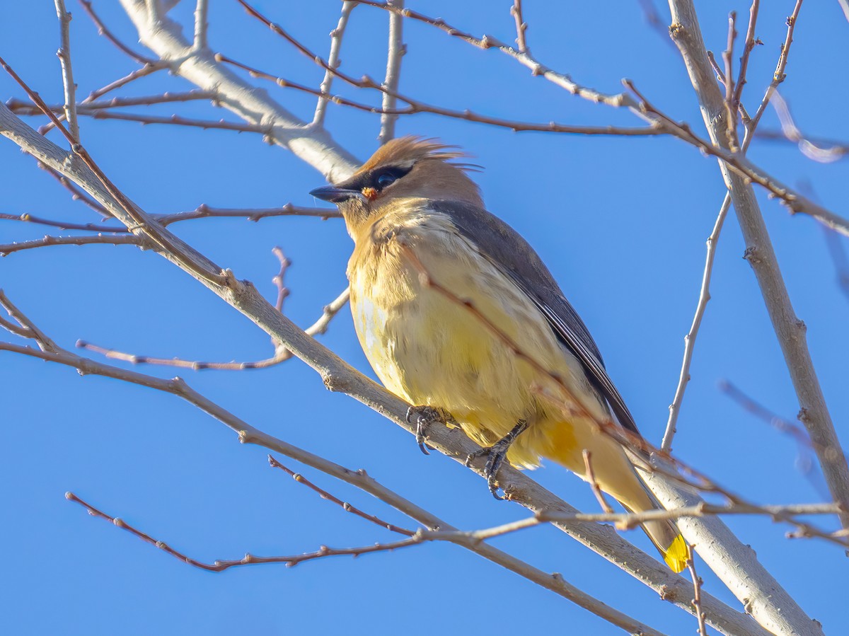 Cedar Waxwing - ML646415910