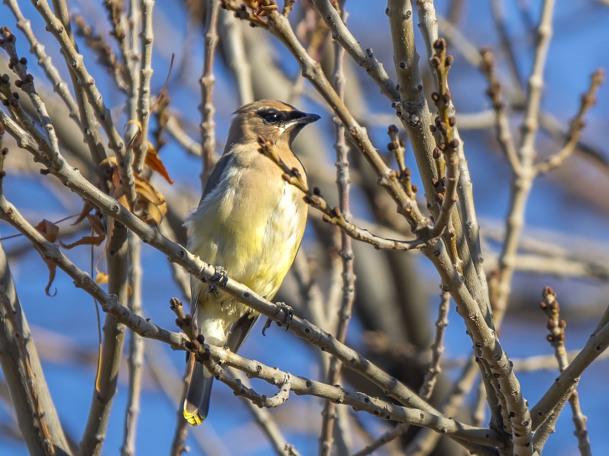 Cedar Waxwing - ML646415911
