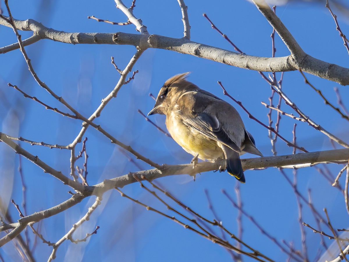 Cedar Waxwing - ML646415912