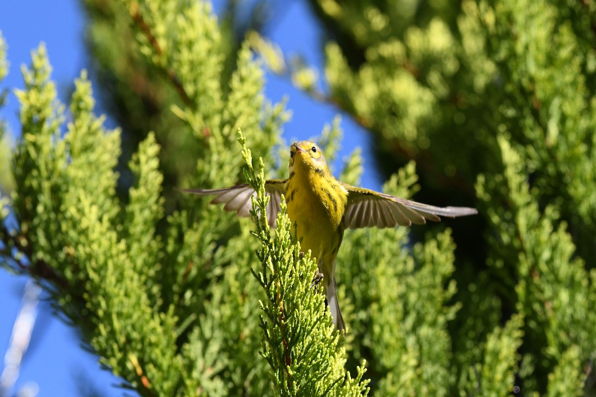 Prairie Warbler - ML646415913