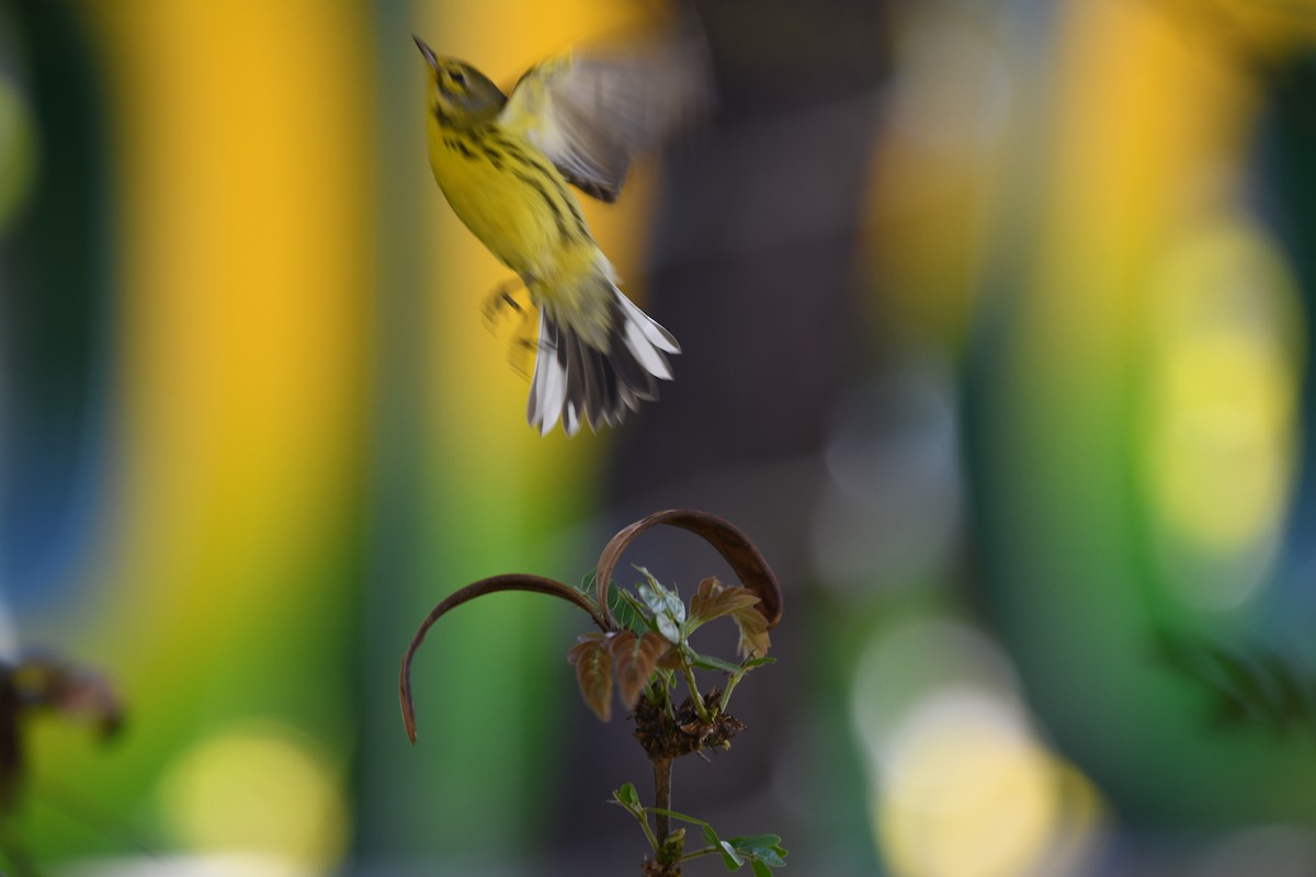 Prairie Warbler - ML646415914