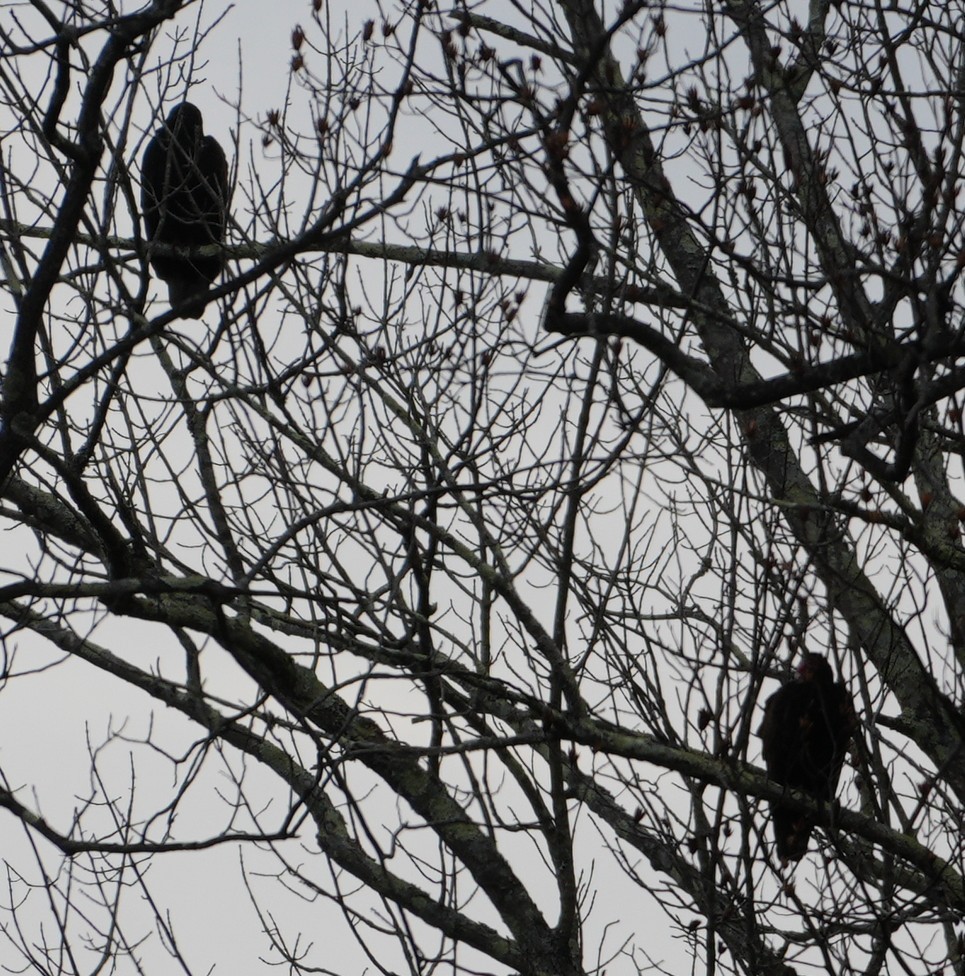 Turkey Vulture - ML646415915