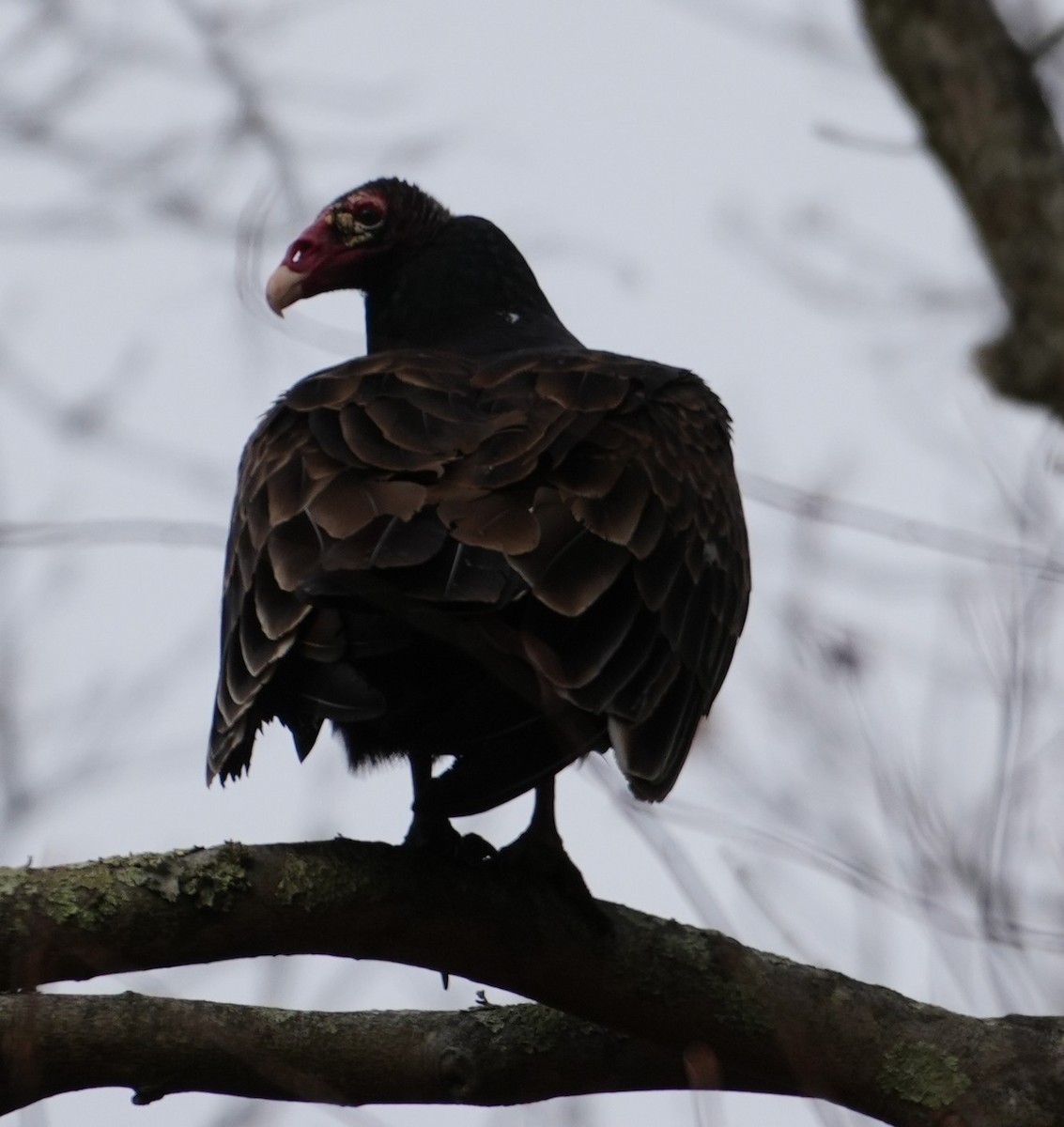 Turkey Vulture - ML646415916