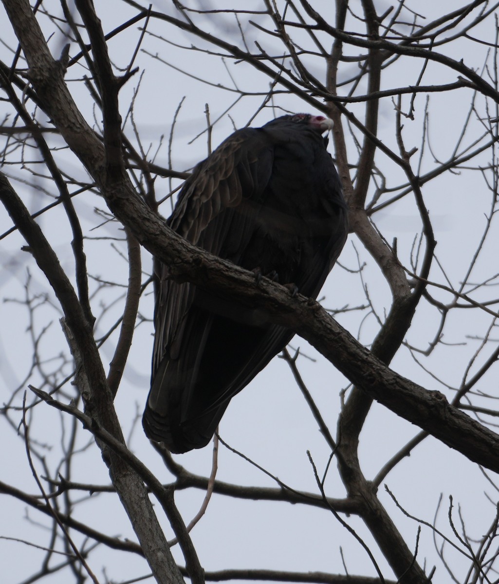 Turkey Vulture - ML646415917