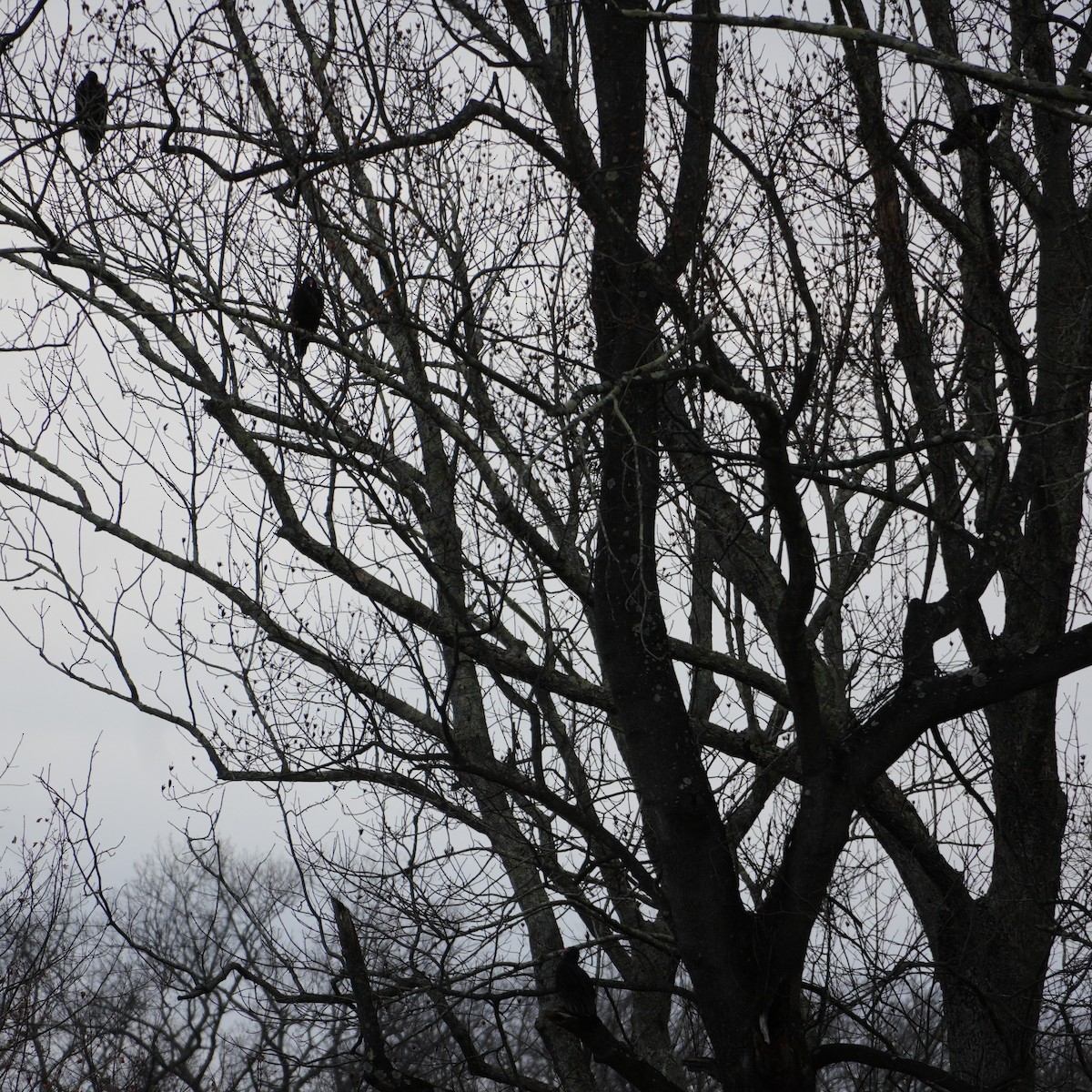 Turkey Vulture - ML646415918