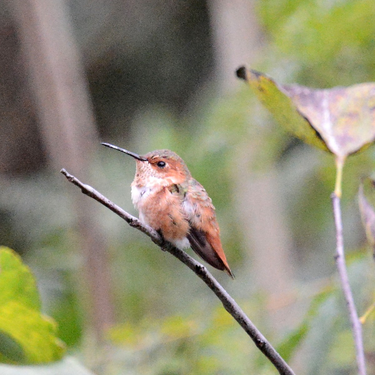 Rufous/Allen's Hummingbird - ML646415919