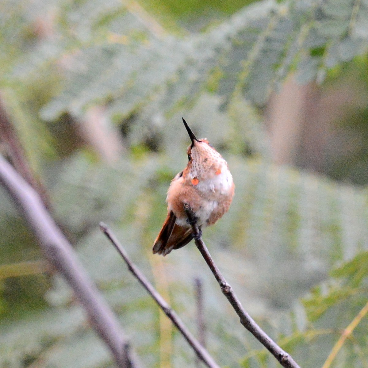 Rufous/Allen's Hummingbird - ML646415920