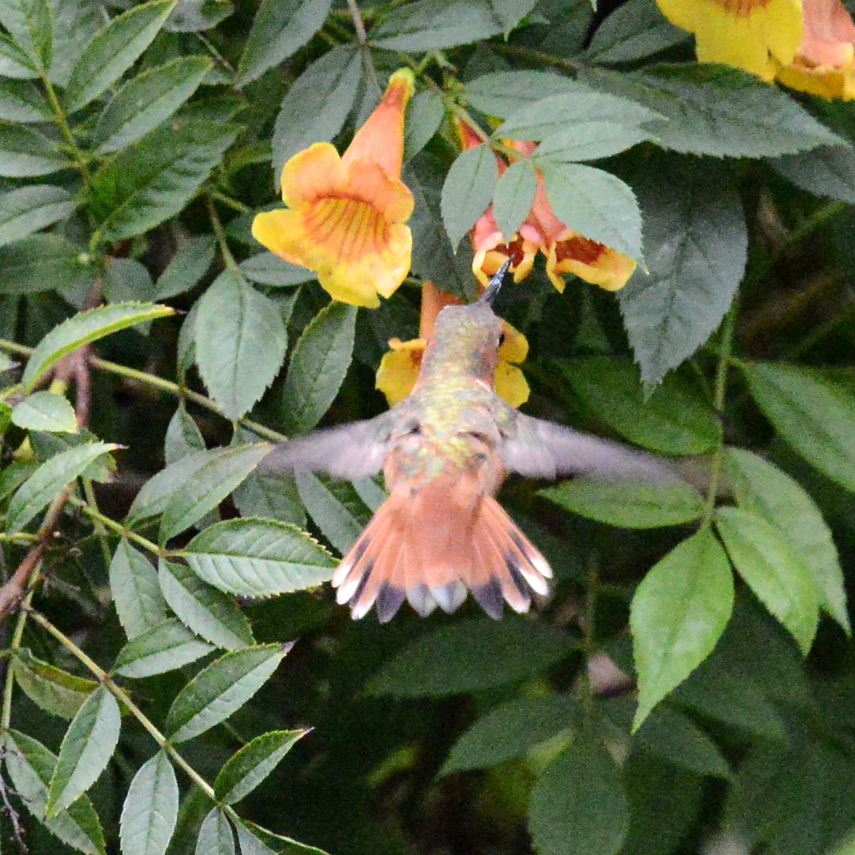 Rufous/Allen's Hummingbird - ML646415921