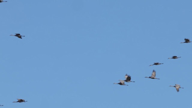 Sandhill Crane - ML646415922