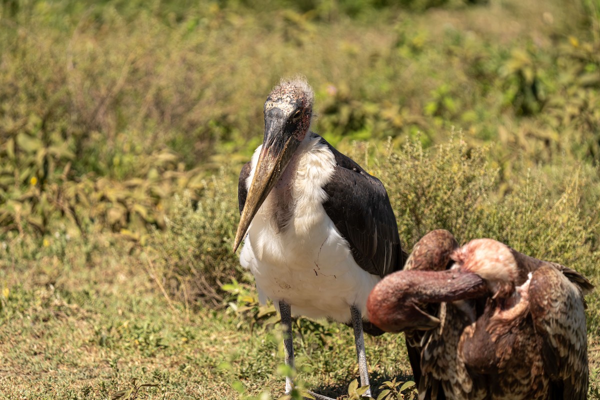Marabou Stork - ML646415933