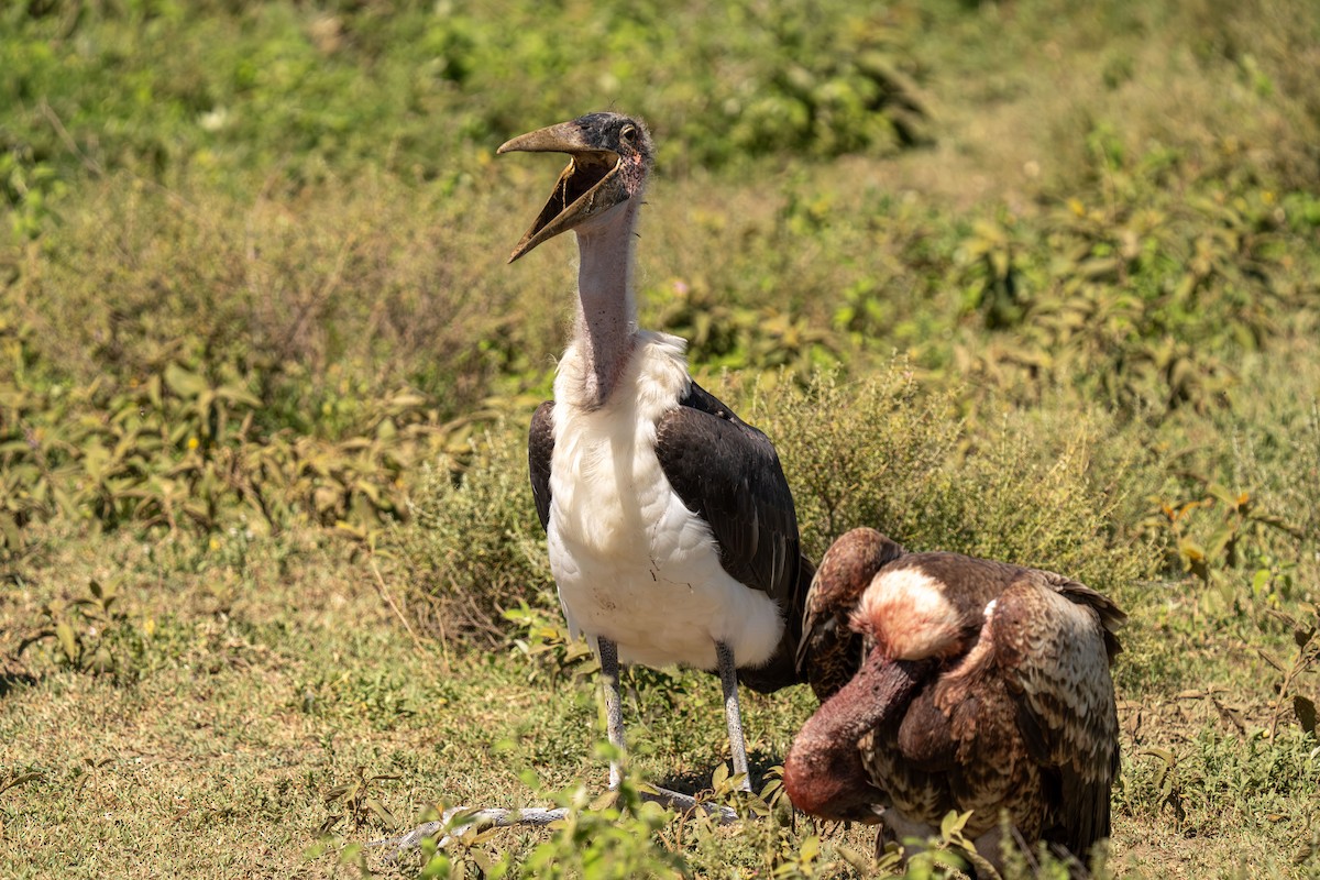 Marabou Stork - ML646415934