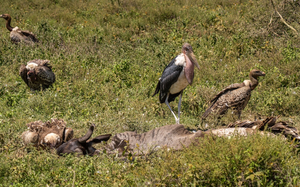 Marabou Stork - ML646415935