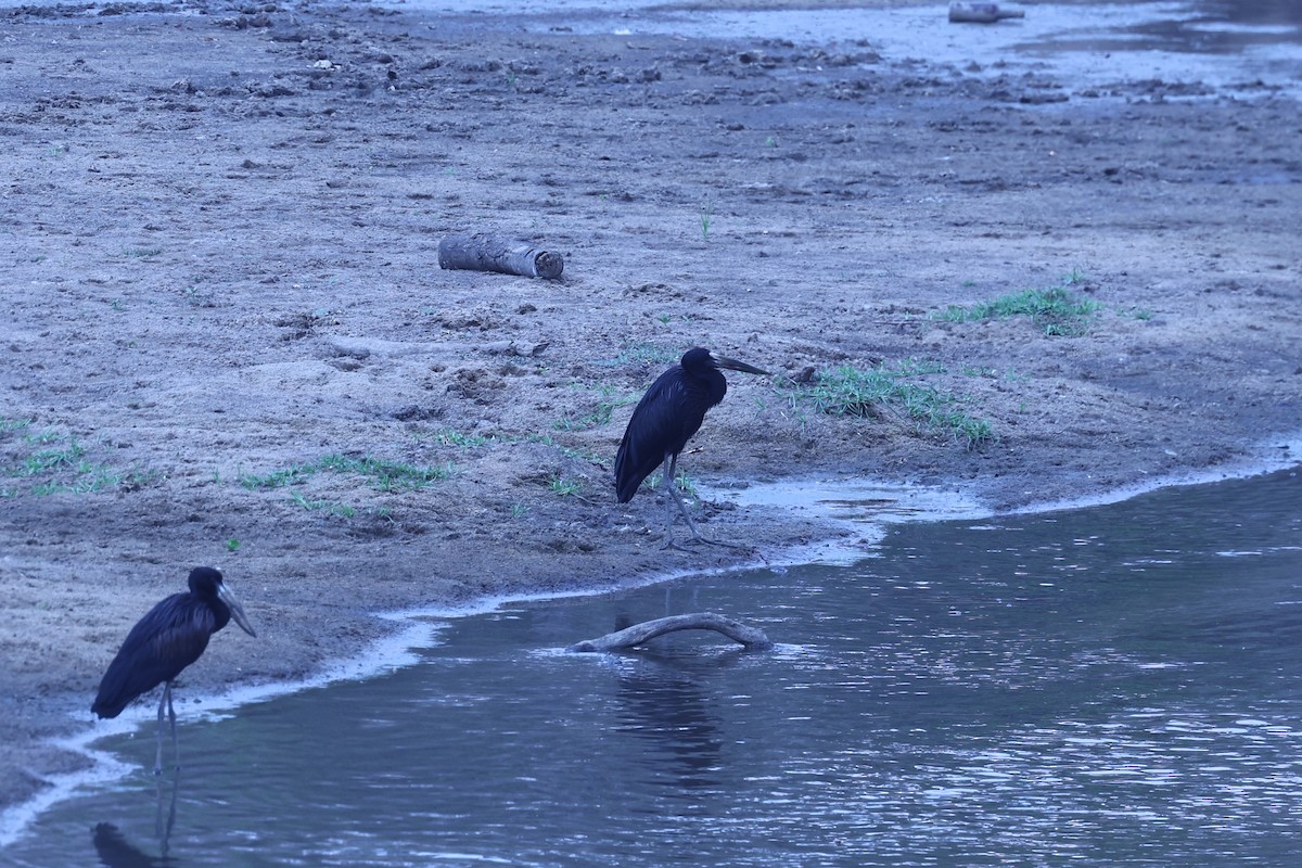 Лелека-молюскоїд африканський - ML646415940