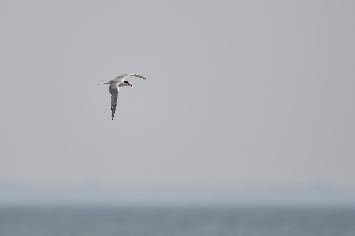 Common Tern - ML646415941