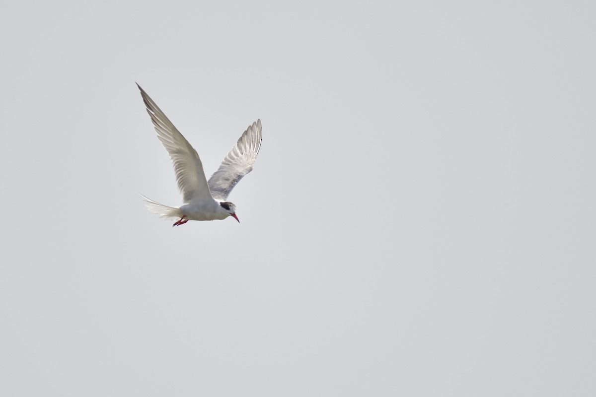 Common Tern - ML646415942