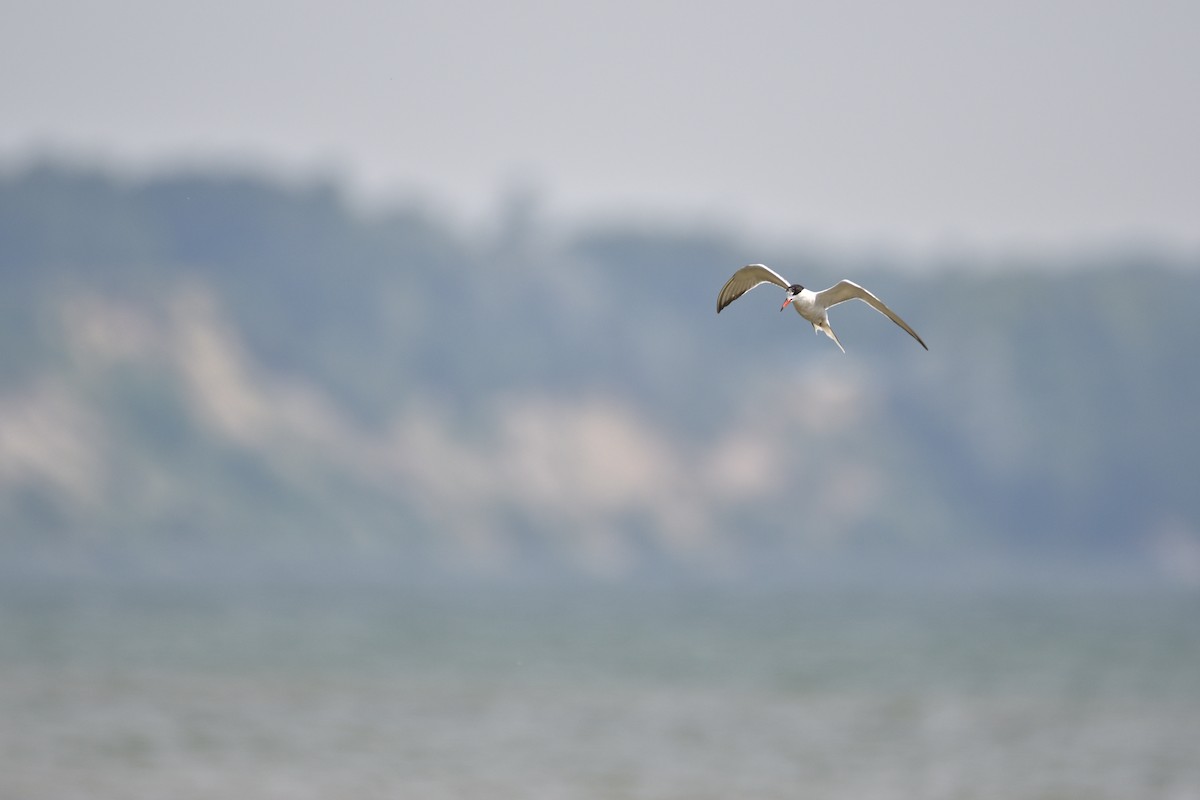 Common Tern - ML646415943