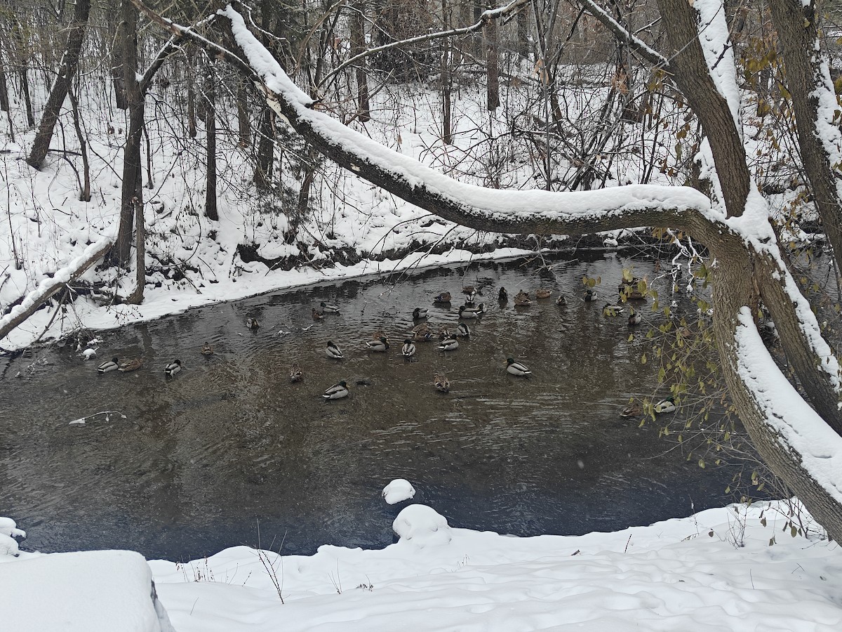 Canard colvert - ML646415944