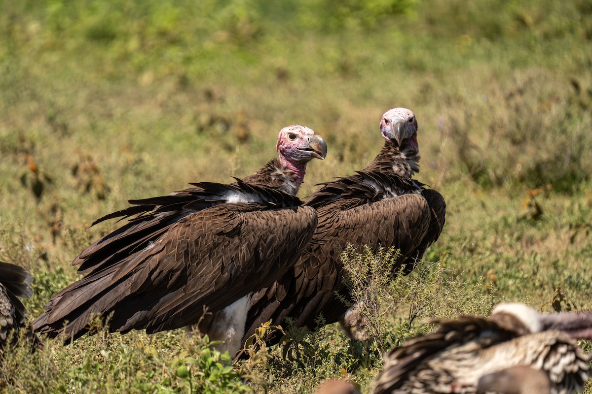 Lappet-faced Vulture - ML646415945