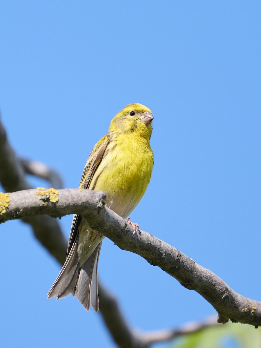 European Serin - ML646415947