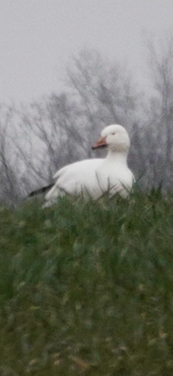 Snow Goose - ML646415948