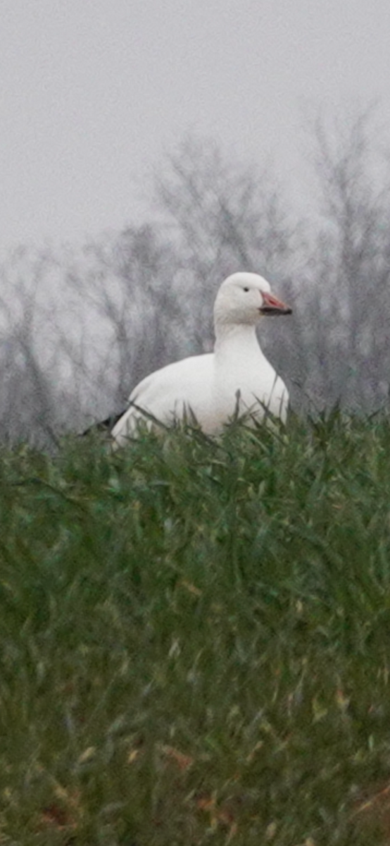 Snow Goose - ML646415949