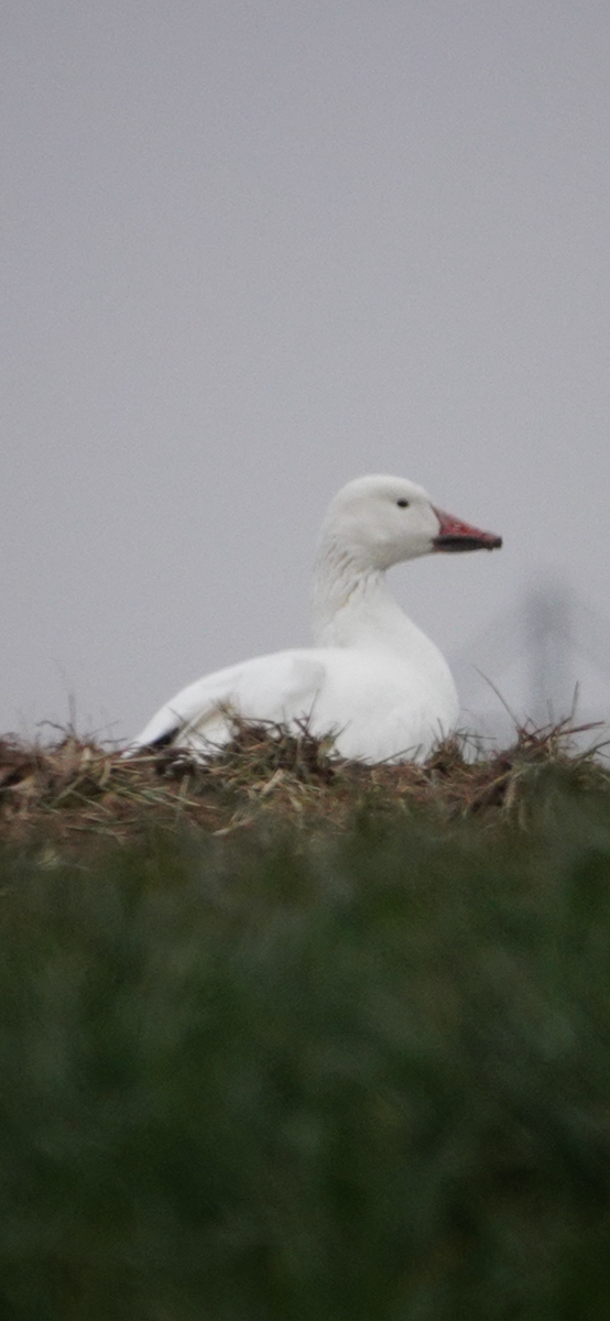 Snow Goose - ML646415950