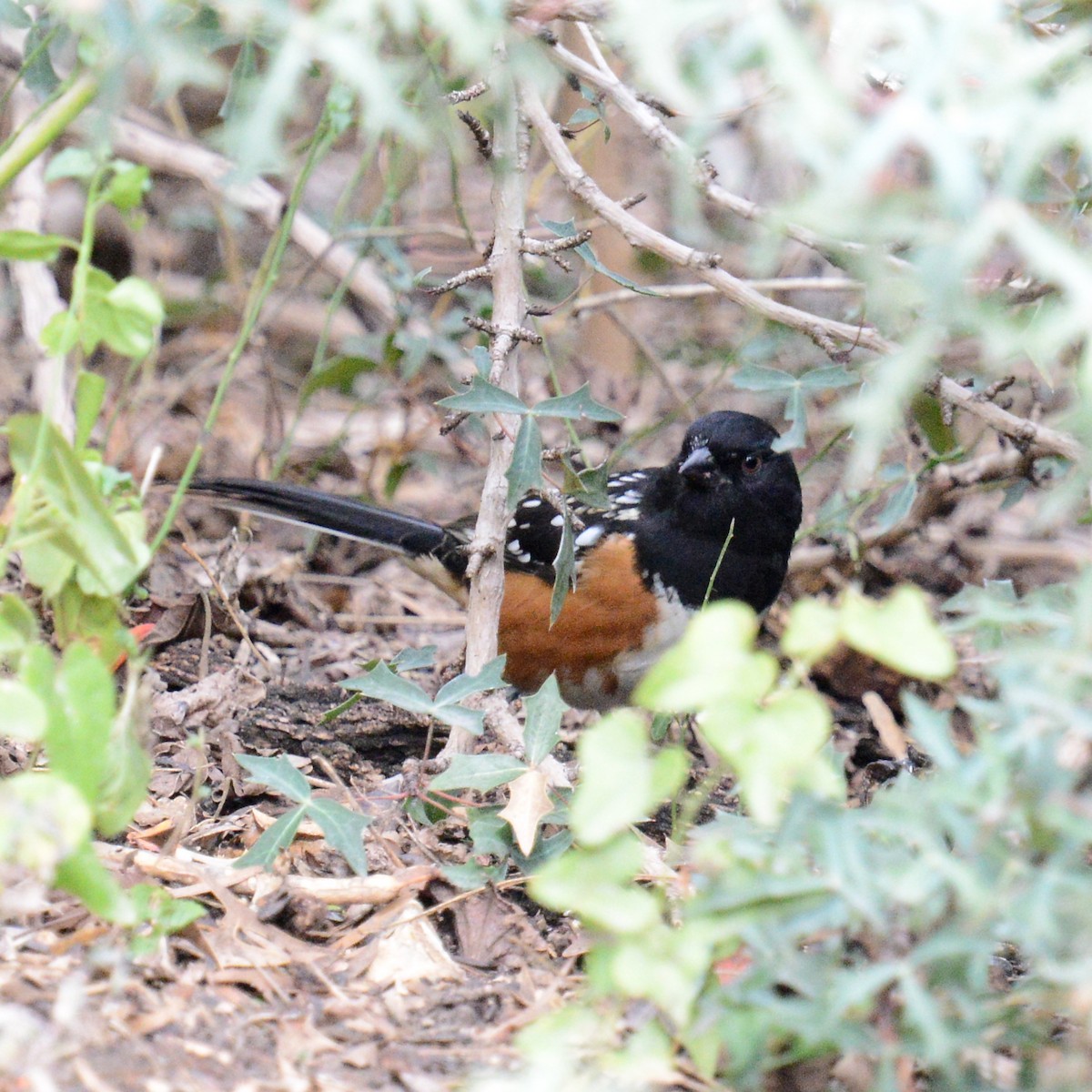 Spotted Towhee - ML646415951