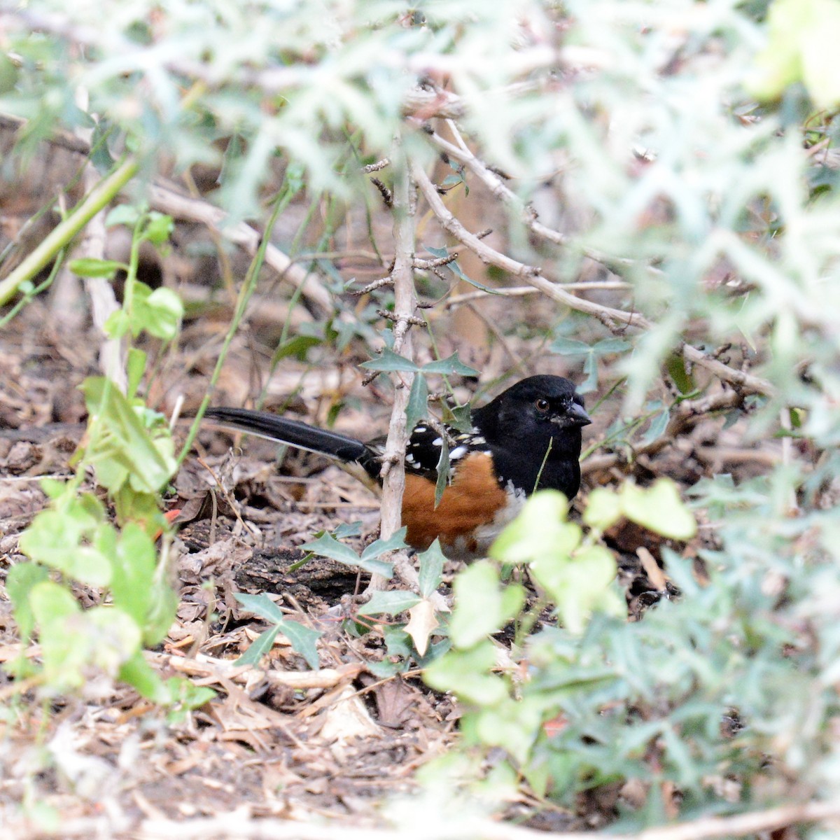 Spotted Towhee - ML646415952