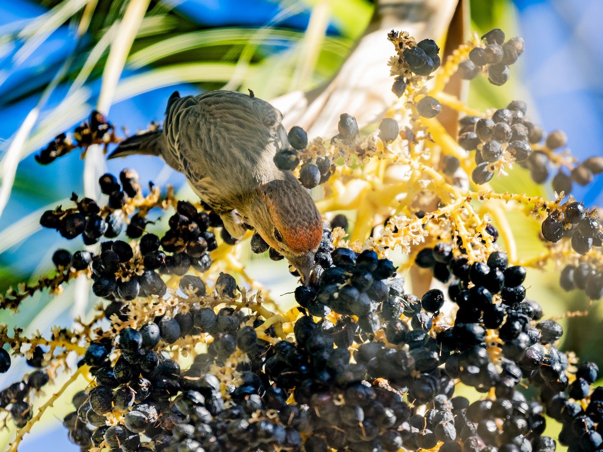 House Finch - ML646415953