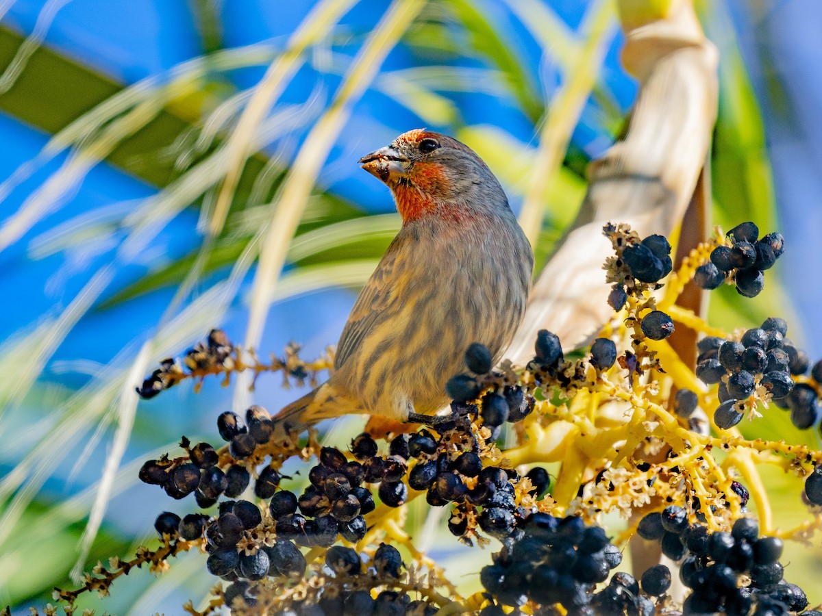 House Finch - ML646415954