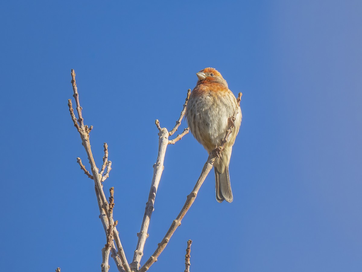House Finch - ML646415955