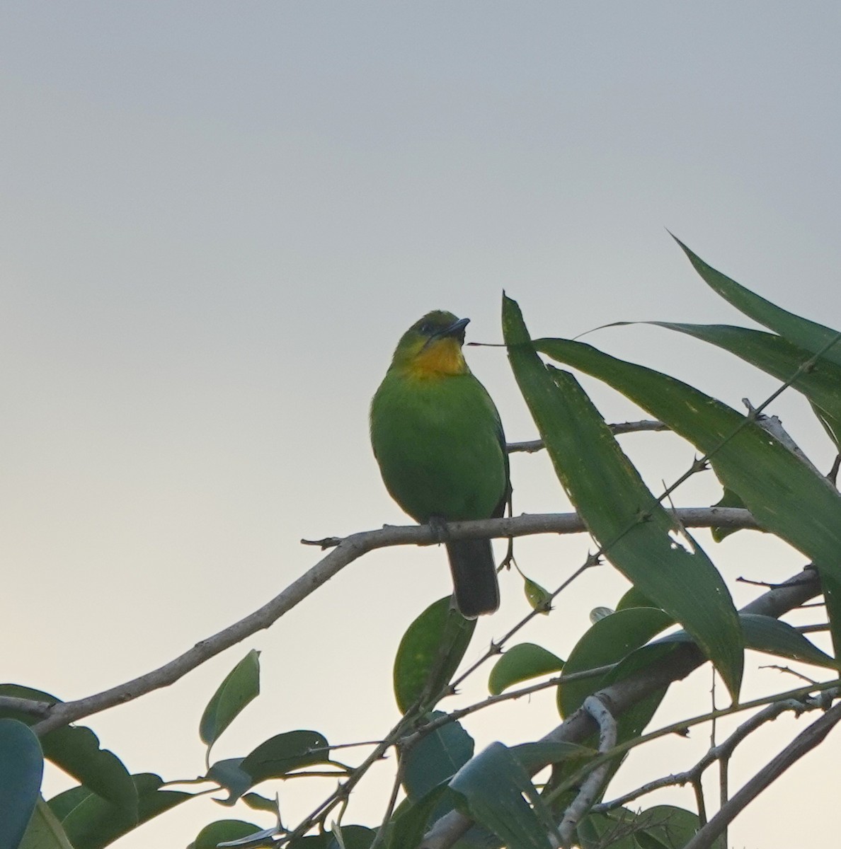 Yellow-throated Leafbird - ML646415957