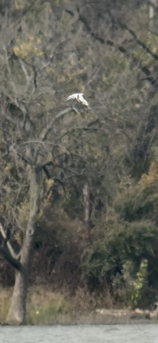 Little Gull - ML646415967