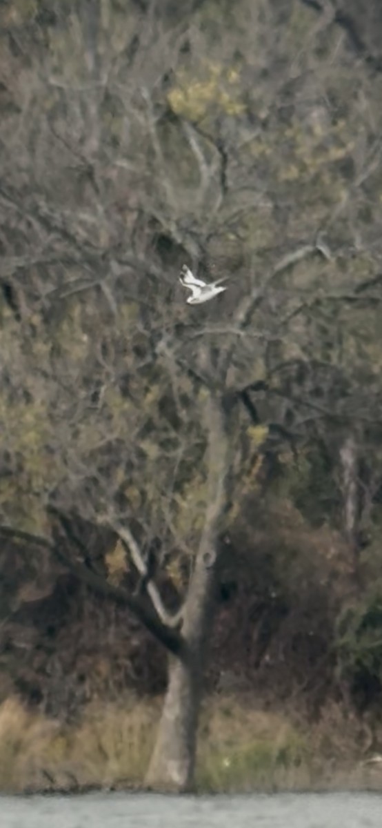 Little Gull - ML646415968