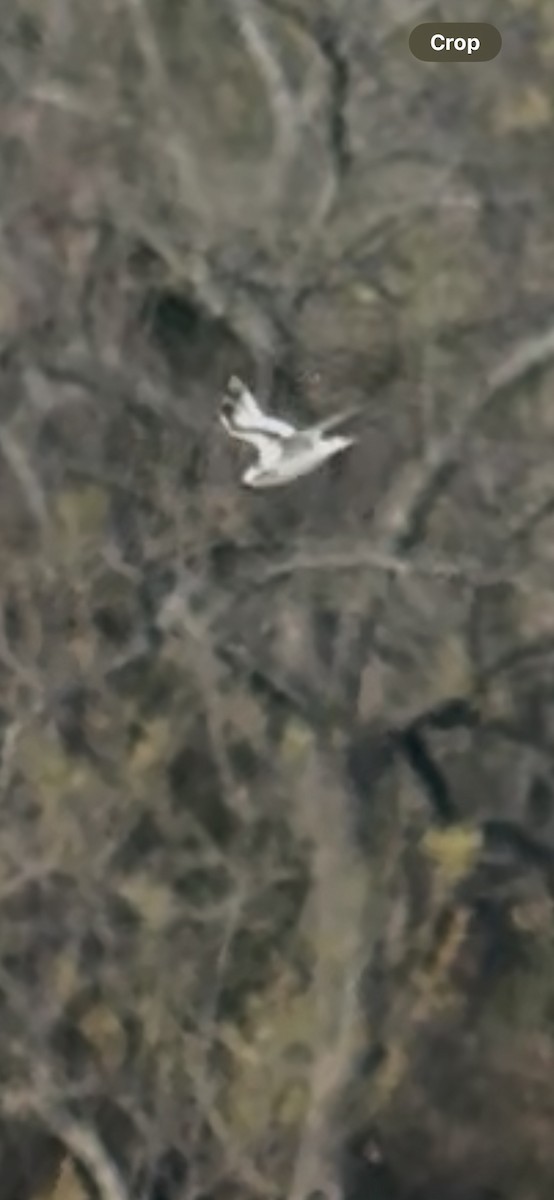 Little Gull - ML646415969