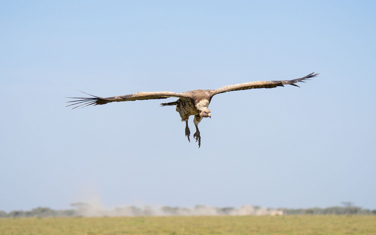 Rüppell's Griffon - ML646415970