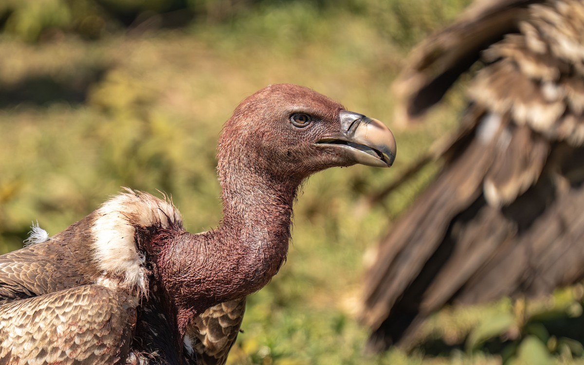 Rüppell's Griffon - ML646415971