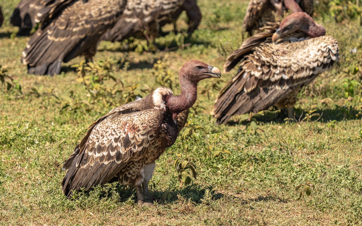 Rüppell's Griffon - ML646415972