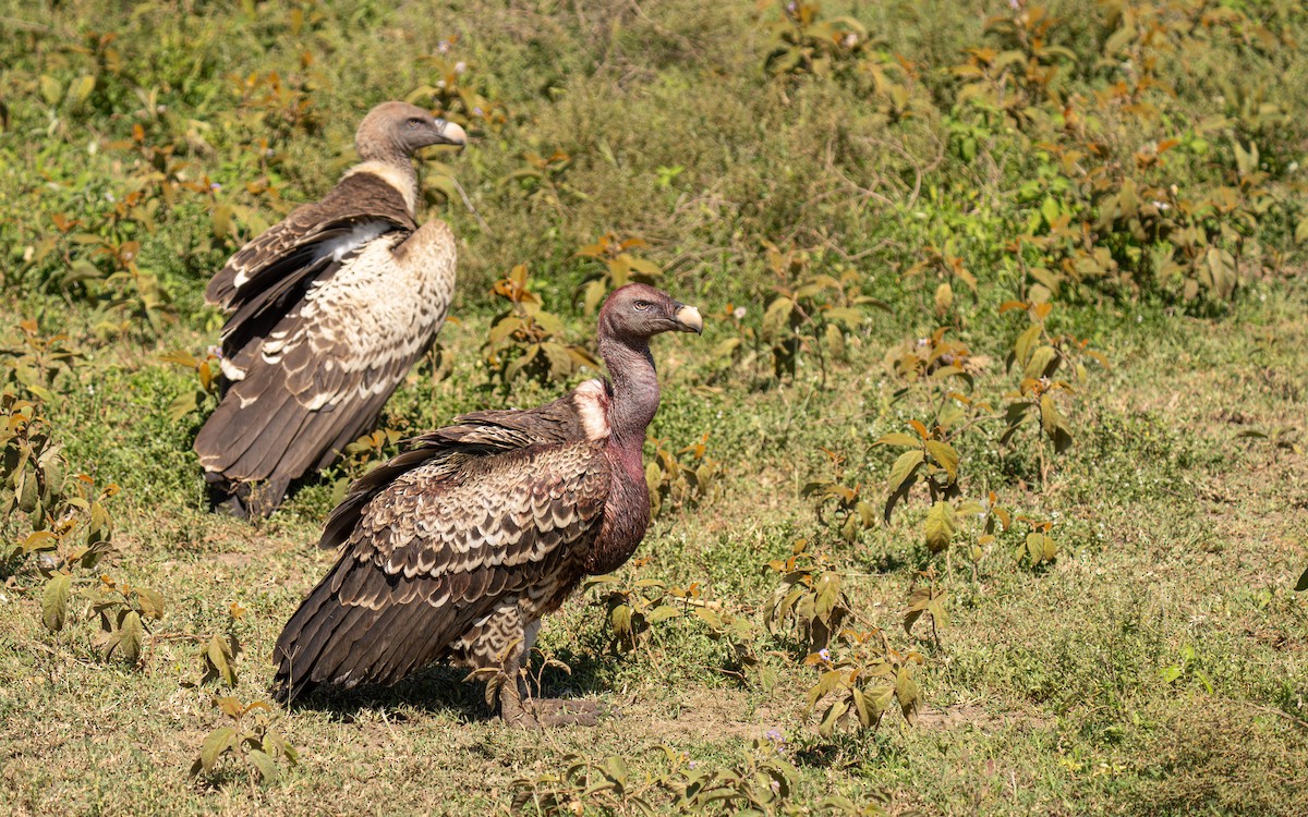 Rüppell's Griffon - ML646415973