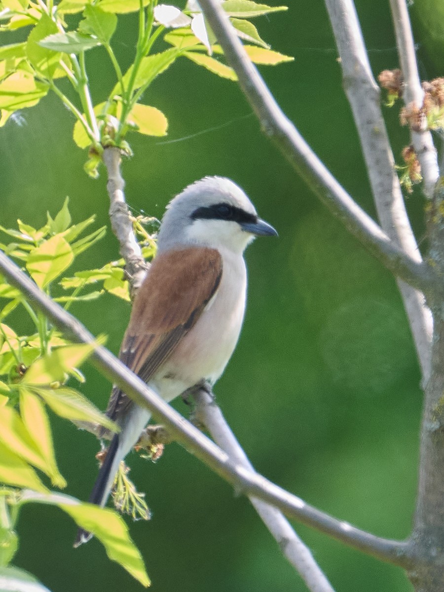 Red-backed Shrike - ML646415974