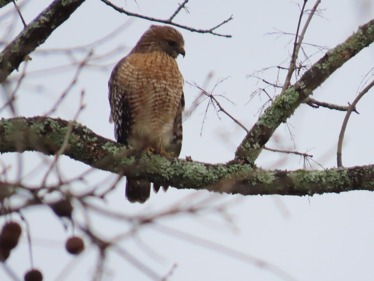 Red-shouldered Hawk - ML646415976