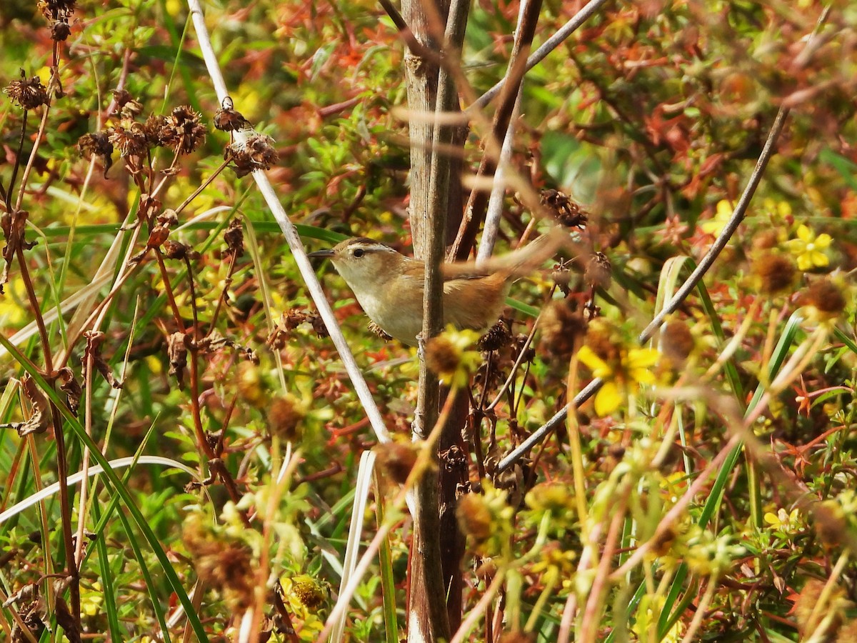 Marsh Wren - ML646415978