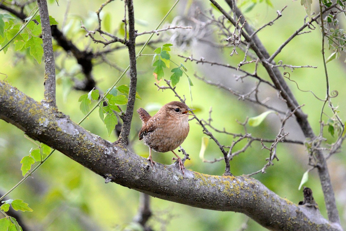 Winter Wren - ML646415983