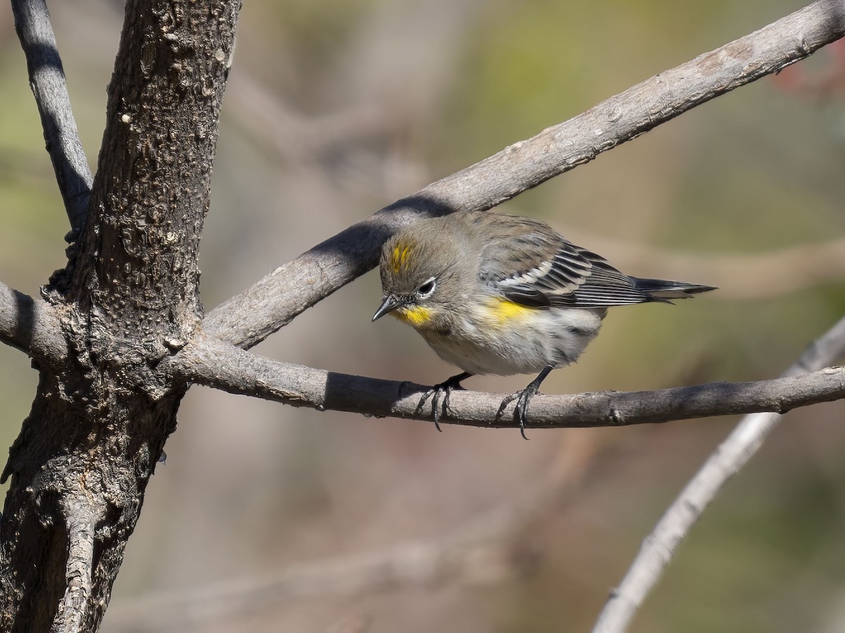 Yellow-rumped Warbler - ML646415986