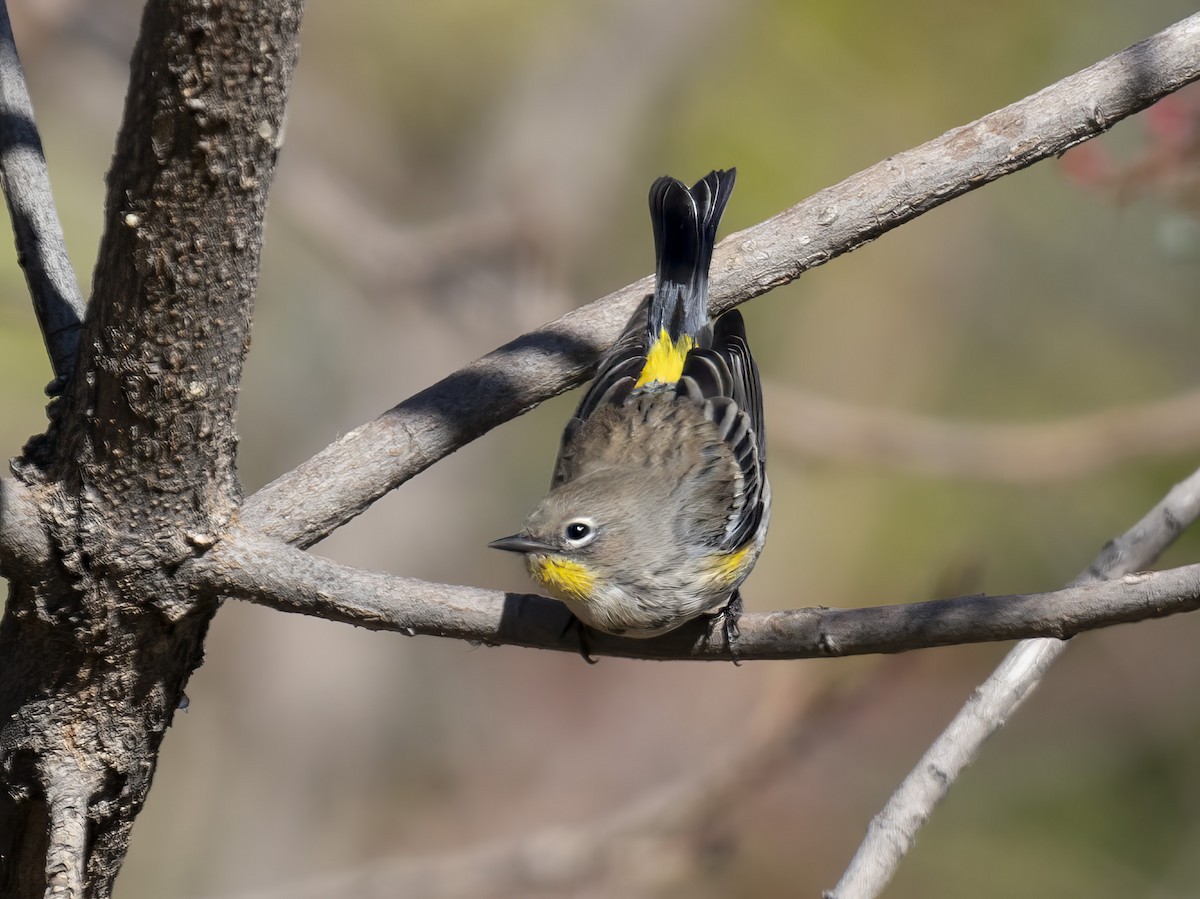 Yellow-rumped Warbler - ML646415987