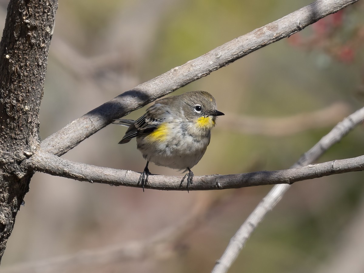 Yellow-rumped Warbler - ML646415988