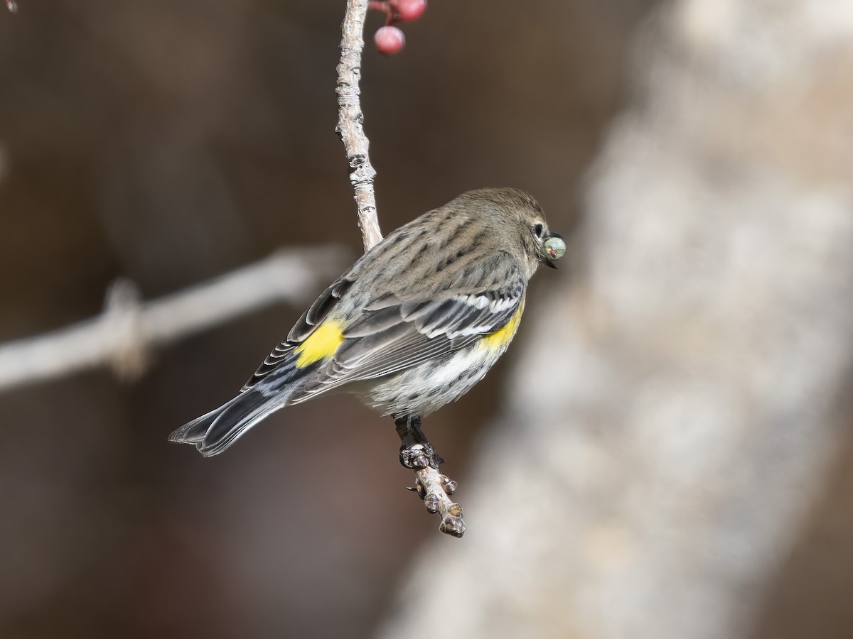 Yellow-rumped Warbler - ML646415989