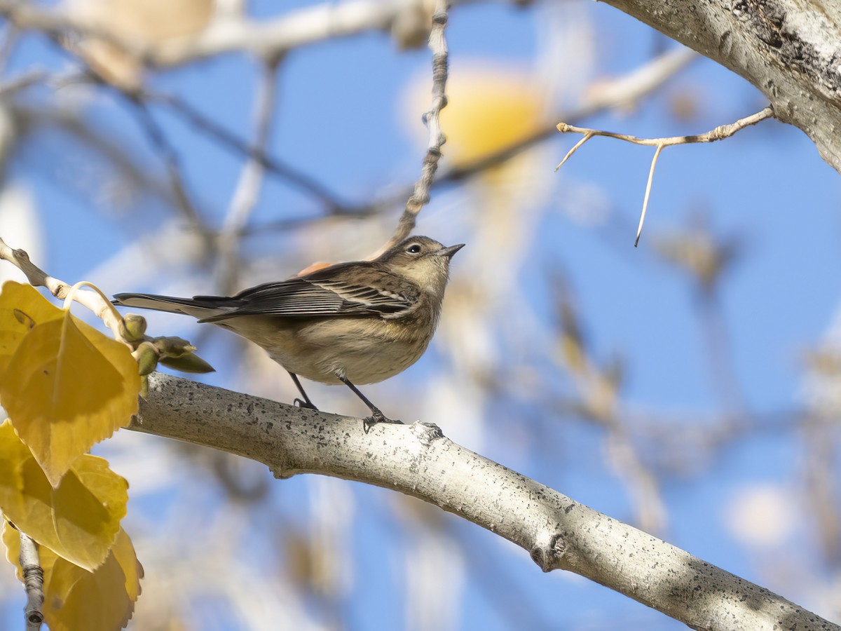 Yellow-rumped Warbler - ML646415990